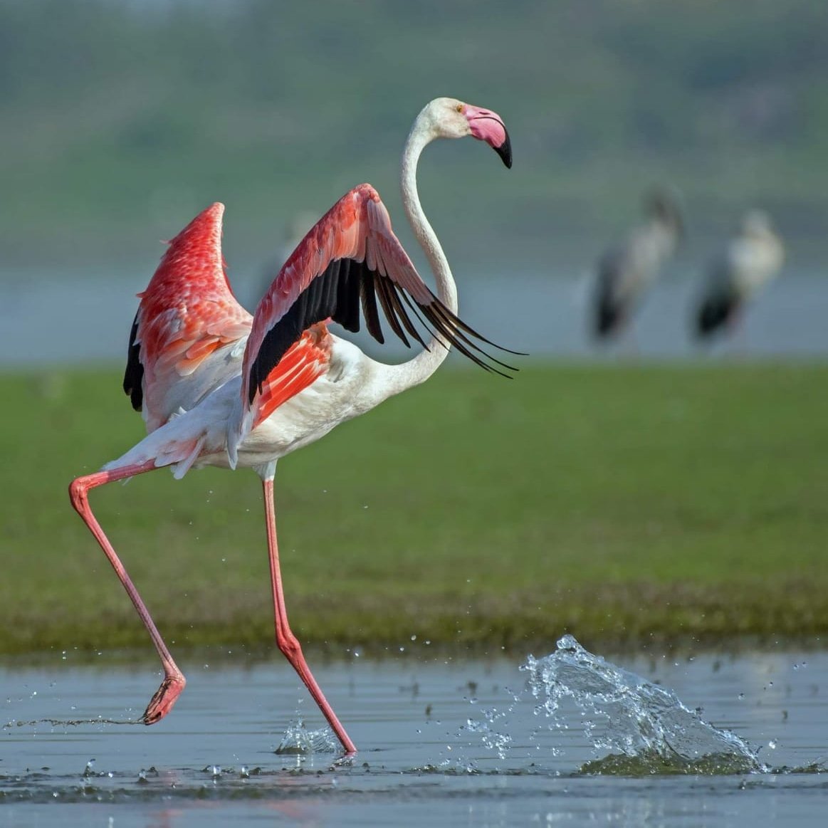 Greater Flamingo mid-stride — wildlife photography by Dr. Vishwanath Bite
