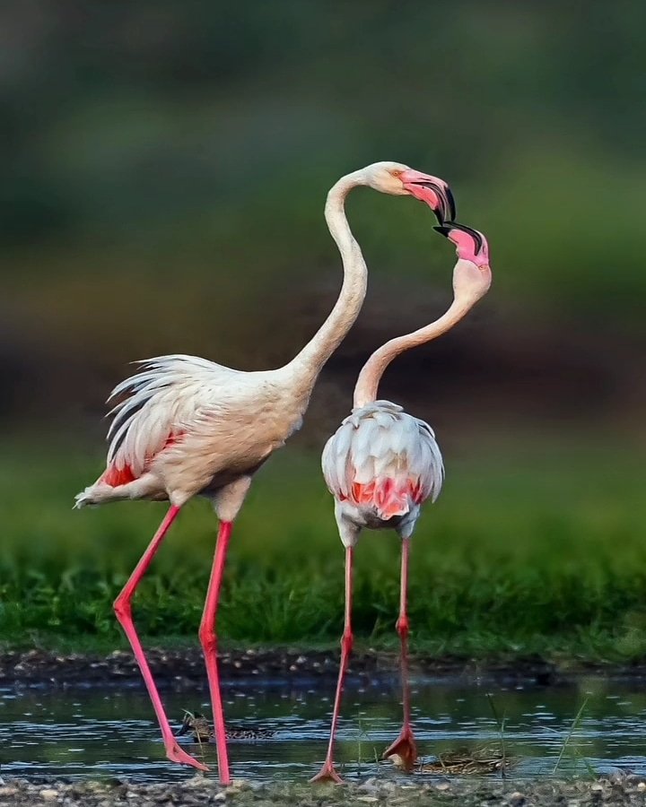 Flamingo pair courtship display — wildlife photography