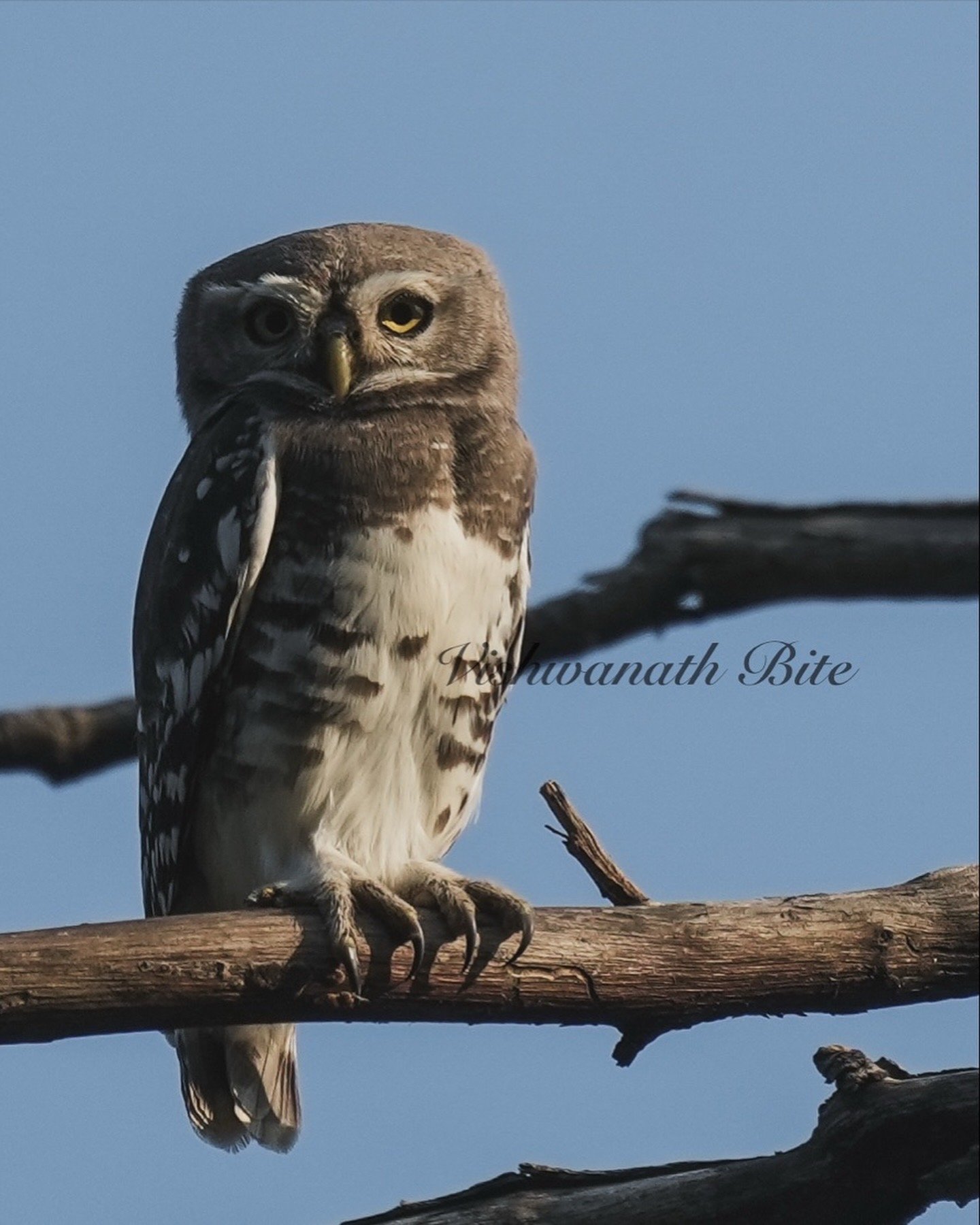 Spotted Owlet portrait — © Vishwanath Bite