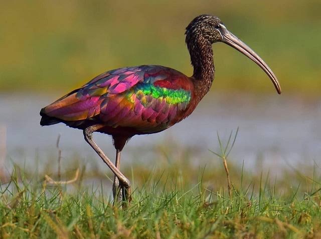 Glossy Ibis — iridescent plumage — wildlife photography by Dr. Vishwanath Bite